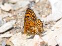 Heath Fritillary (Melitaea athalia).jpg